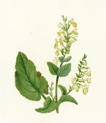 Teucrium Scorodonia